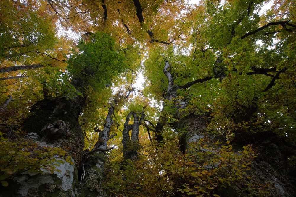 Early autumn in the beech forest - Photo by Francesco Lemma