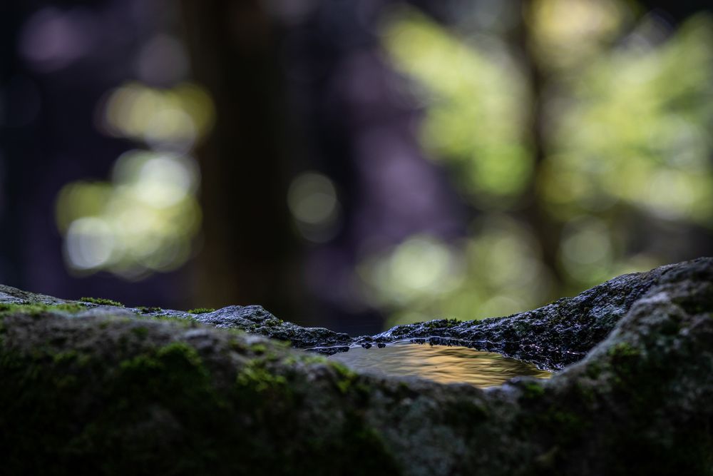 L'acqua, elemento raro e prezioso in foresta - Foto di Francesco Lemma