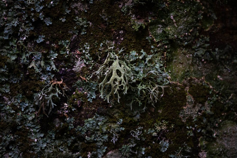 Licheni fruticosi, fogliosi e crostosi su un tronco - Foto di Francesco Lemma