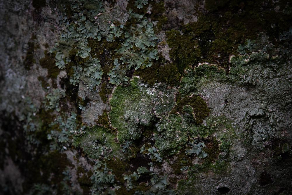Licheni fogliosi e crostosi su un tronco - Foto di Francesco Lemma