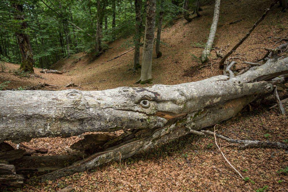 Tronchi a terra in una foresta vetusta - Foto di Bruno D'Amicis