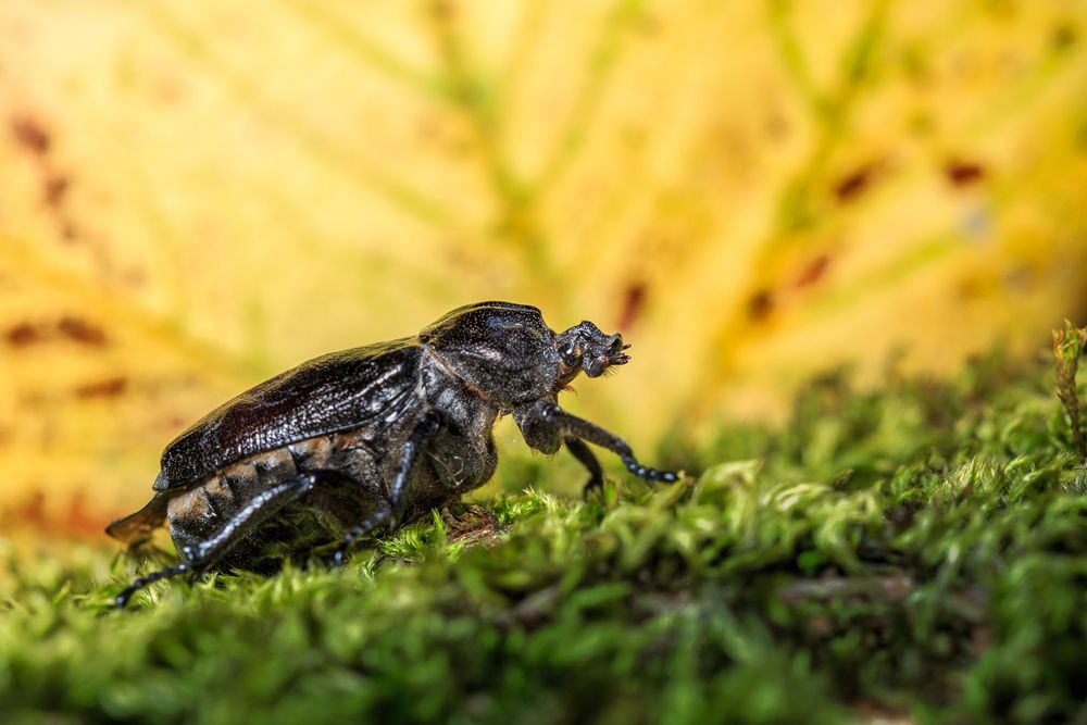 Osmoderma eremita, lo scarabeo eremita odoroso - Foto di Francesco Lemma