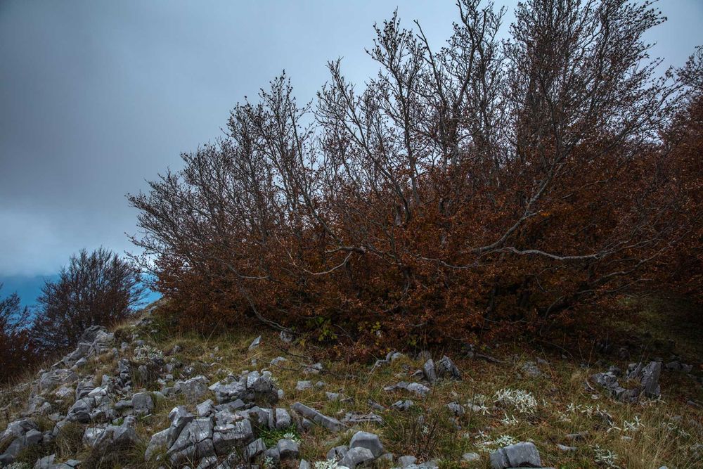 Beech trees twisted by wind and frost on Pollino Massif
