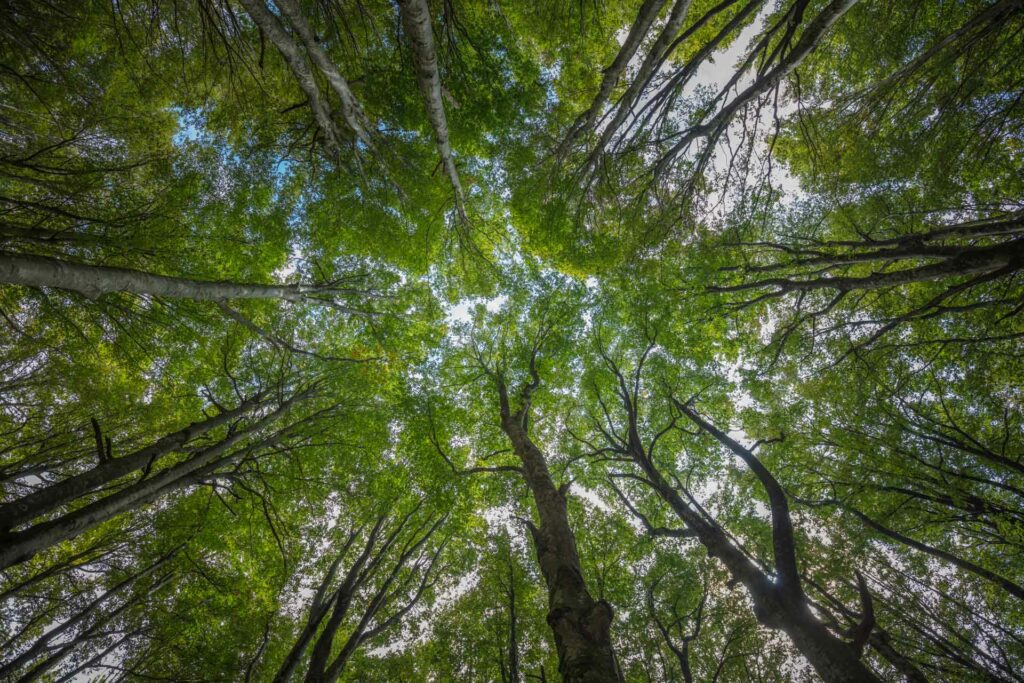 L’interno della volta arborea della foresta vetusta - Foto di Francesco Lemma