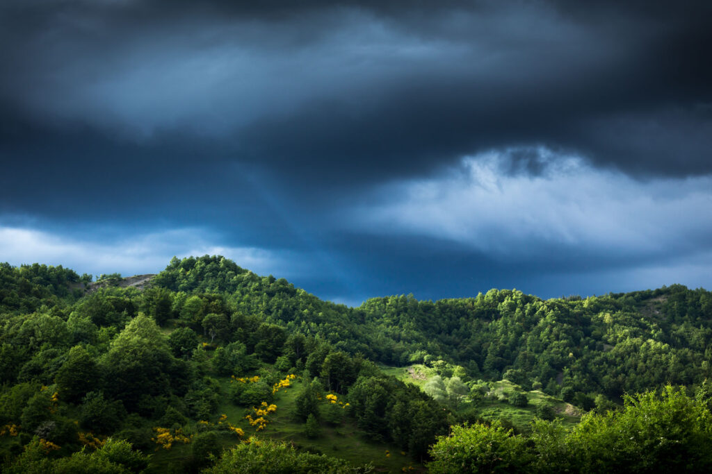 Arbusteti e giovani boschi in una delle numerose aree del Parco non più utilizzate dall'uomo - Foto di Francesco Lemma