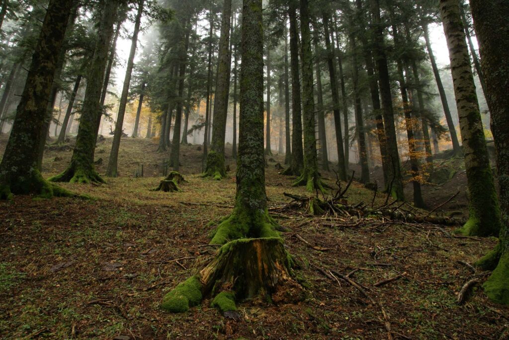L’abetina di Campigna  - Foto di Nevio Agostini
