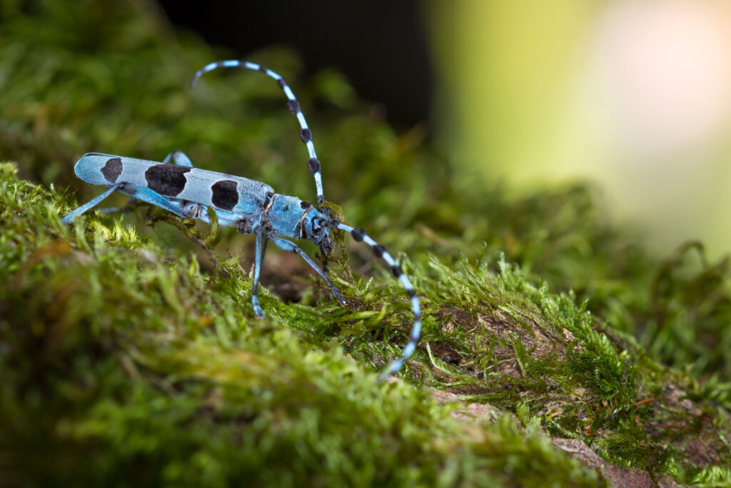 Rosalia alpina o cerambice del faggio - Foto di Francesco Lemma