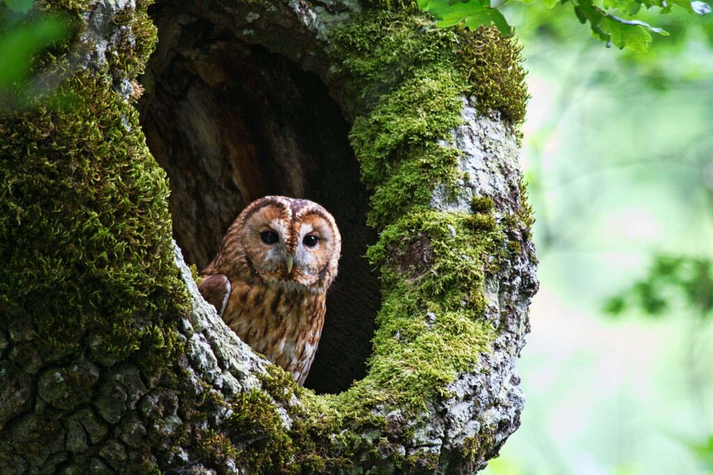 Un allocco dentro una cavità di un albero - Foto di Marco Fabbri