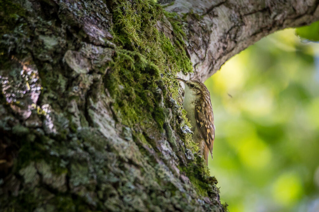 Rampichino alpestre, piccolo uccello delle foreste mature - Foto di Francesco Lemma