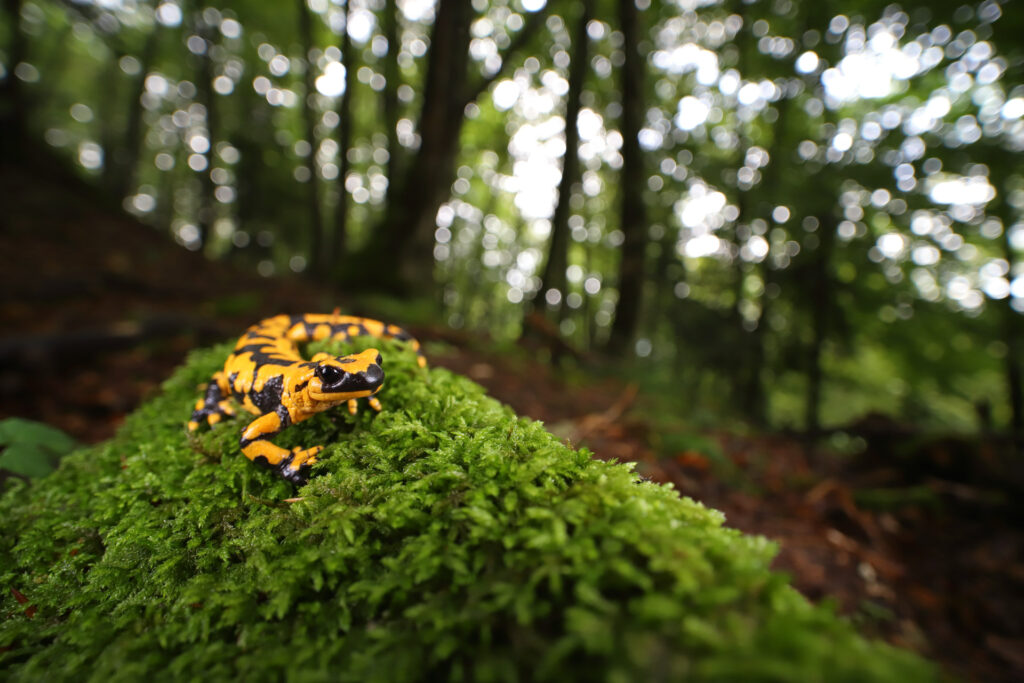 Salamandra pezzata - Foto di Giuseppe Molinari