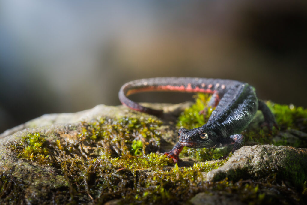 Salamandrina di Savi - Foto di Francesco Lemma