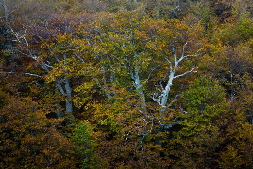 Foto di Francesco Lemma