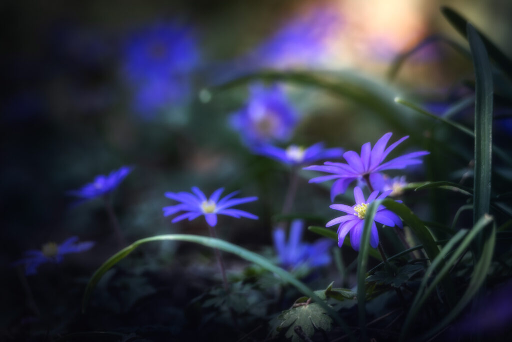 Fioritura di anemone dell’Appennino - Foto di Francesco Lemma
