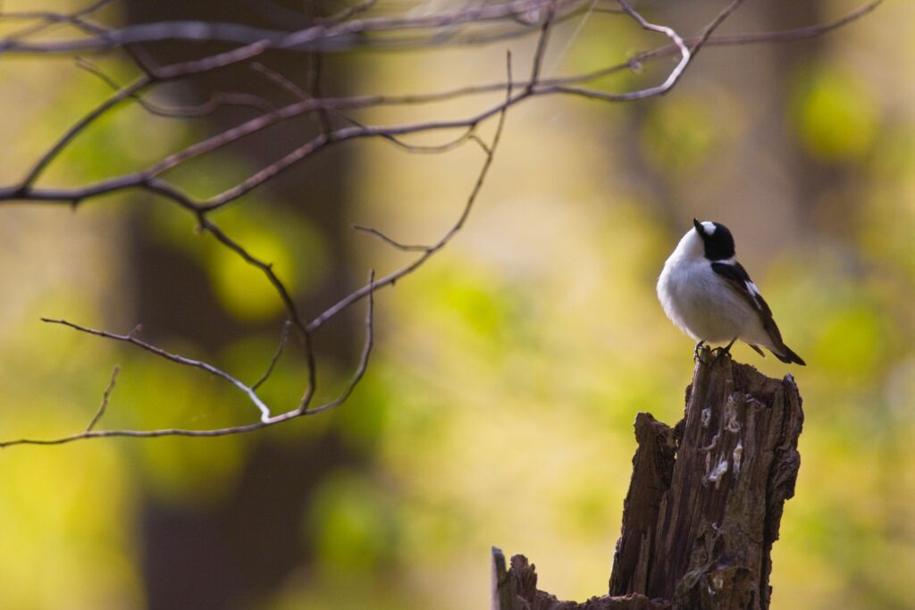 Abruzzo-biodiversita-balia-20080503-3142_Bruno-DAmicis.jpg
