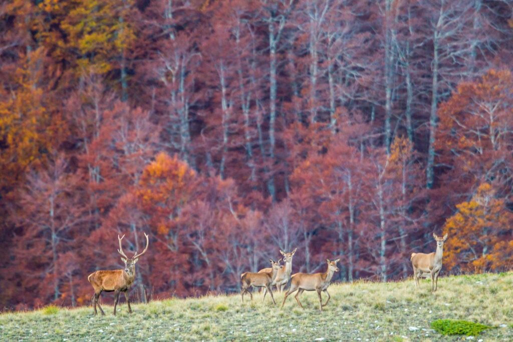Abruzzo-biodiversita-cervo-20121022_8954-Bruno-DAmicis_.jpg