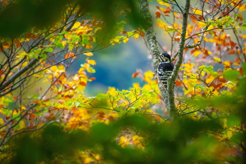 Abruzzo-biodiversita-picchio-dorsobianco-_DSC5959-Francesco-Lemma.jpg