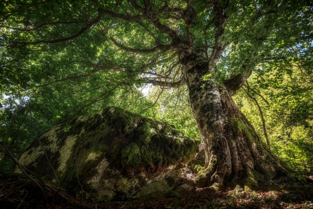 L’imponenza di un faggio secolare - Foto di Francesco Lemma