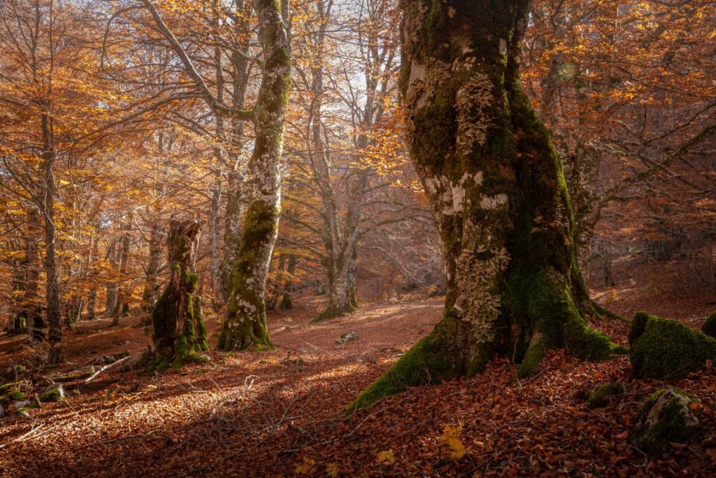 Gli splendidi colori autunnali delle faggete vetuste - Foto di Francesco Lemma