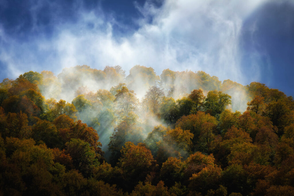 La suggestiva volta arborea della faggeta vetusta - Foto di Francesco Lemma