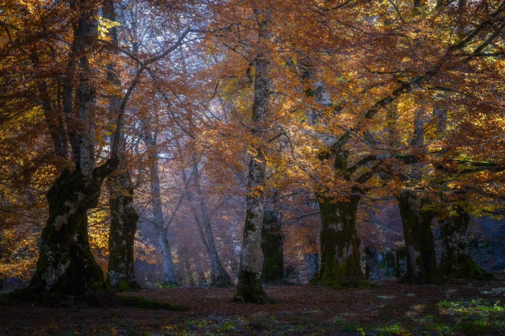 Foto di Francesco Lemma