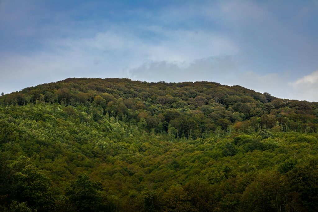 Cimino-Faggeta-_DSC3366-Francesco-Lemma.jpg