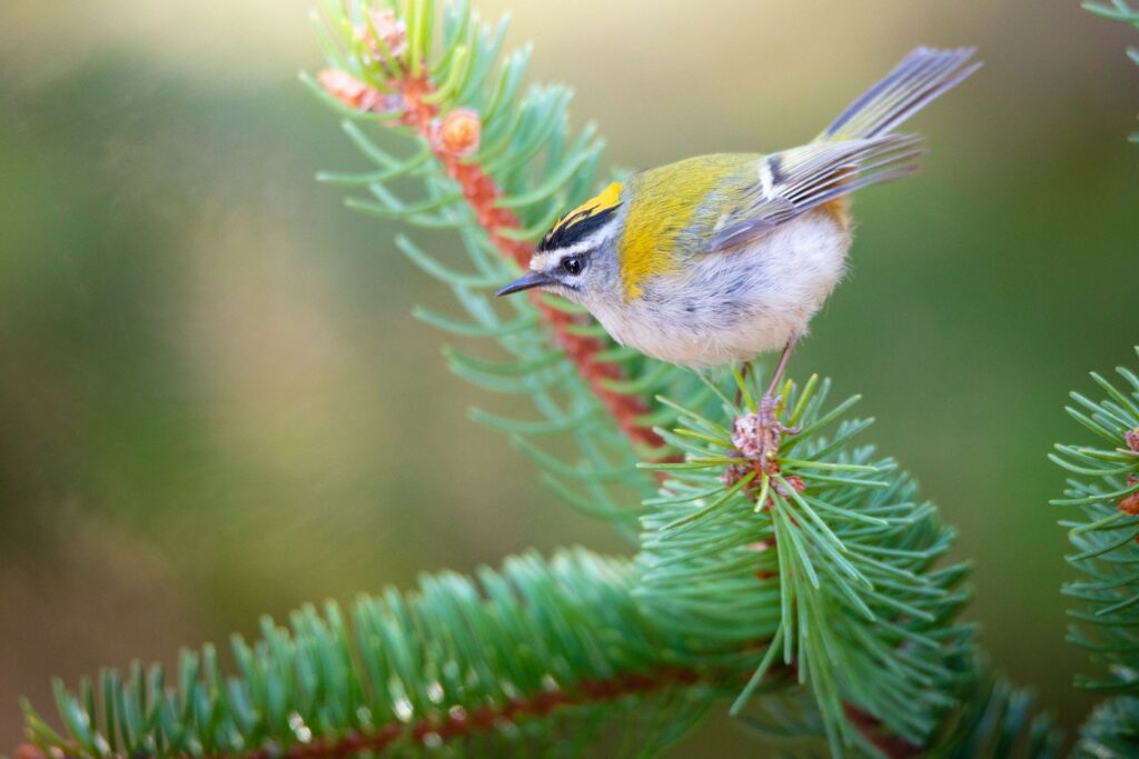 Cimino-biodiversita-Fiorrancino-2C7A7910-Francesco-Lemma.jpg