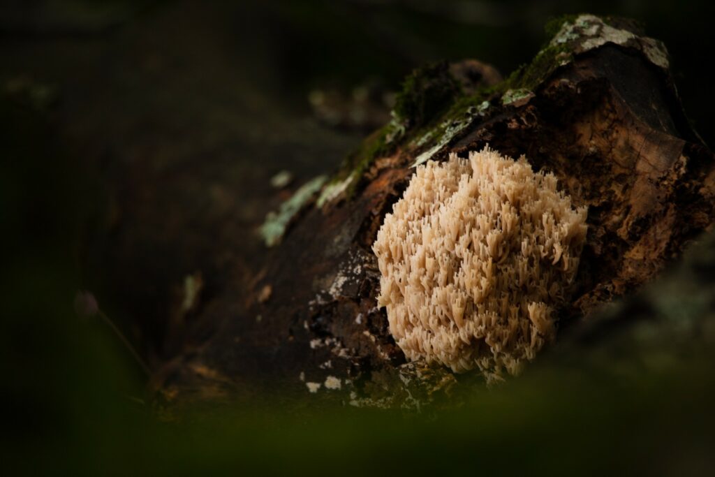 Cimino-biodiversita-Funghi-_C7A7959-Francesco-Lemma.jpg