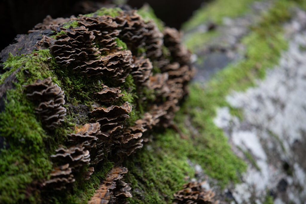 Fungo del genere Trametes - Foto di Francesco Lemma