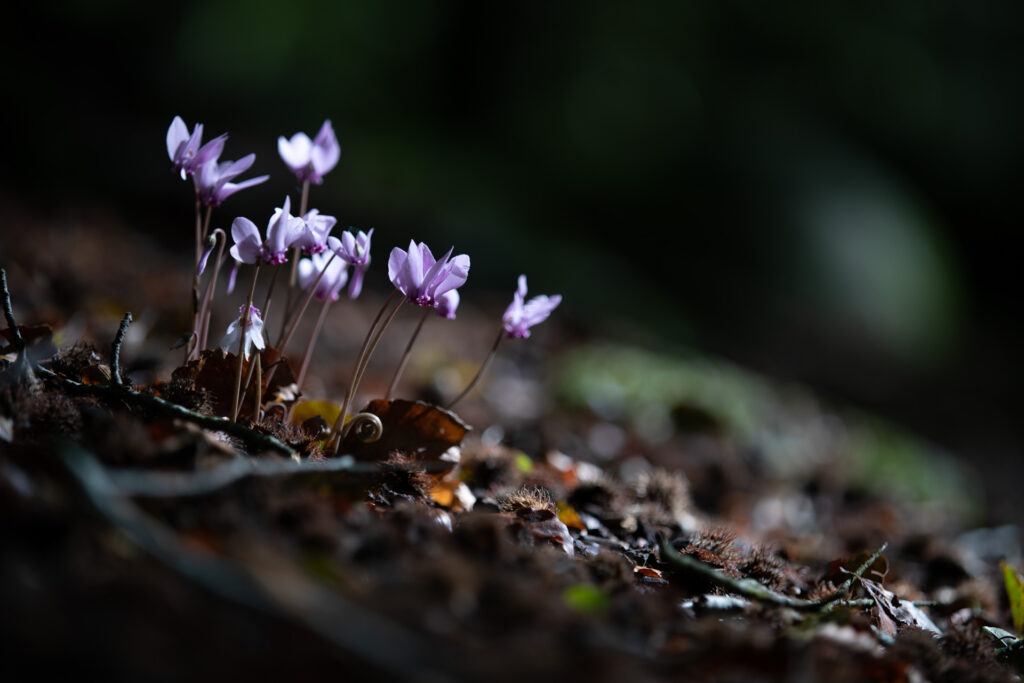 Fioritura di ciclamino autunnale - Foto di Francesco Lemma