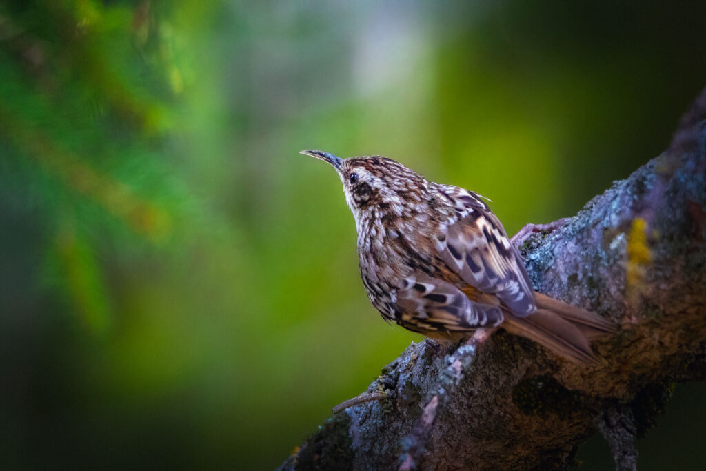 Rampichino comune - Foto di Francesco Lemma