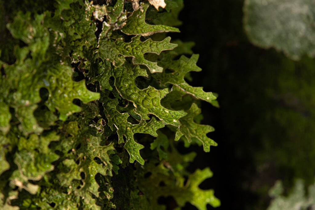 Il licheno foglioso Lobaria pulmonaria - Foto di Francesco Lemma