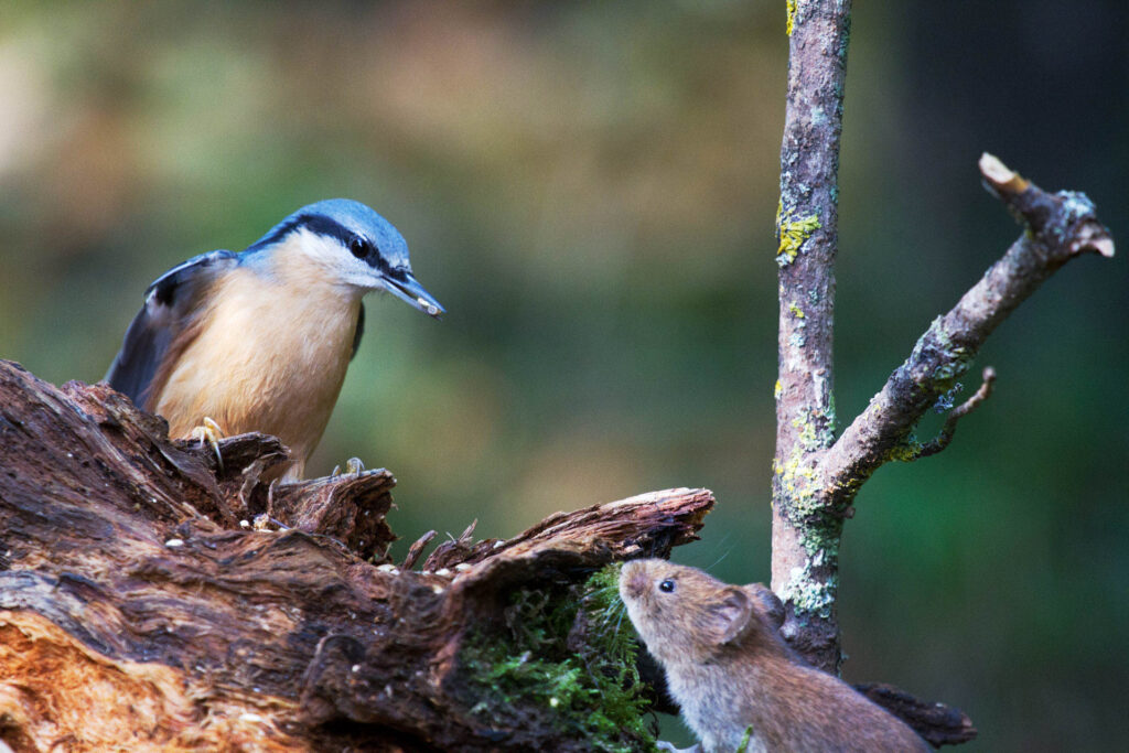 Foreste-Casentinesi-biodiversita-picchio-vs-top-Marco-Fabbri.jpg