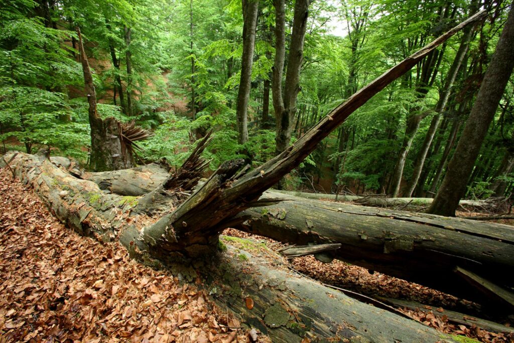 Foreste-casentinesi-faggeta-Dead-wood-in-Sasso-Fratino.jpg