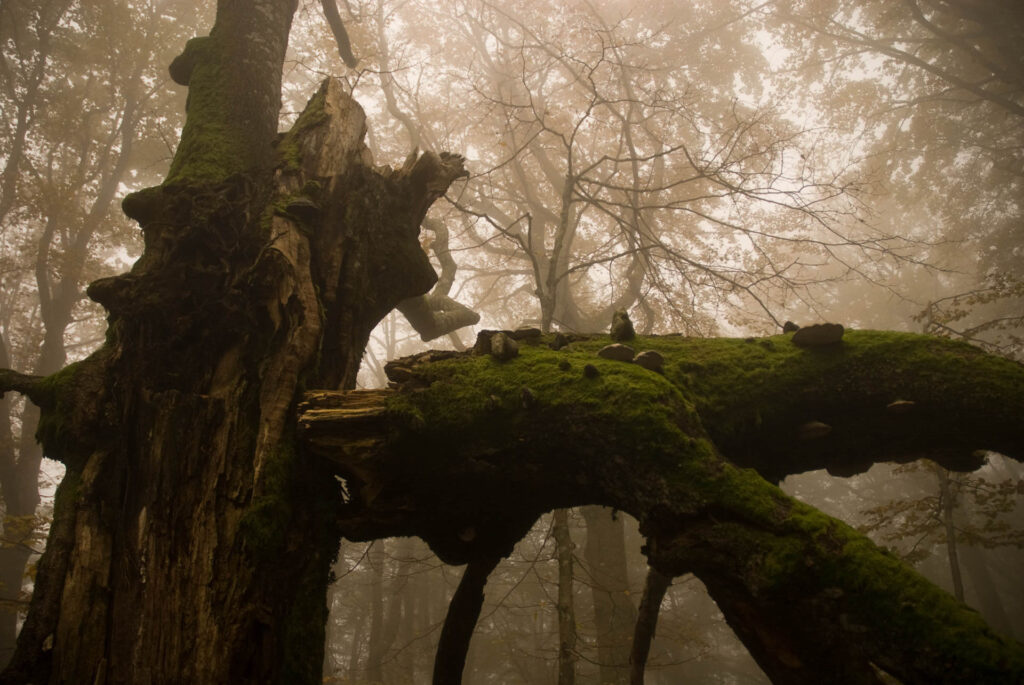 Foreste-casentinesi-faggeta-Stefano-Belacchi.jpg