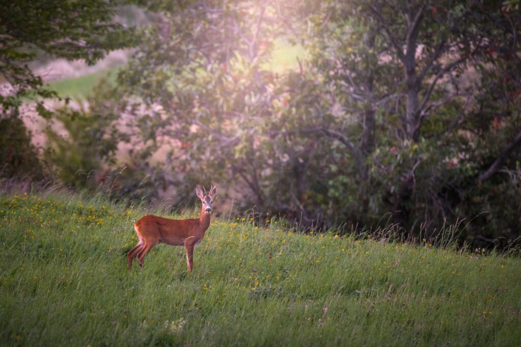 Un capriolo ai margini della Foresta Umbra - Foto di Francesco Lemma