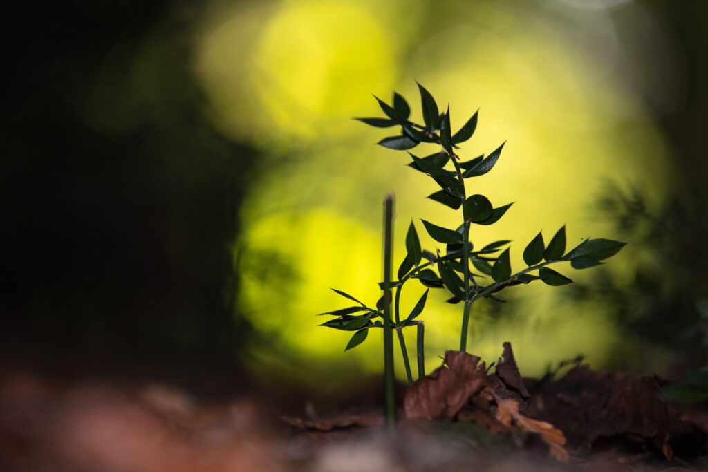 Un pungitopo, piccolo arbusto presente nel sottobosco - Foto di Francesco Lemma