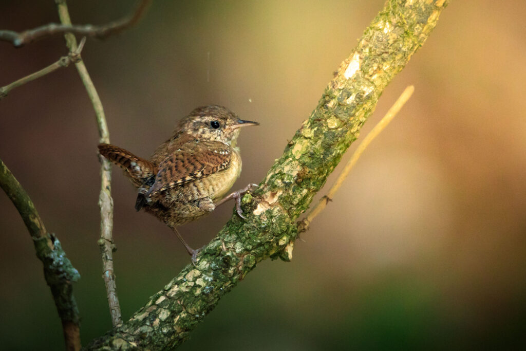 Lo scricciolo, uno dei più piccoli uccelli europei - Foto di Francesco Lemma