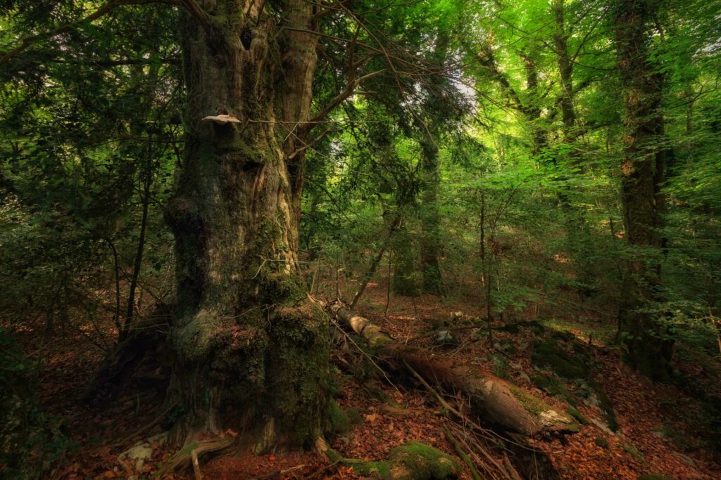 Uno dei numerosi tassi monumentali della Foresta Umbra - Foto di Francesco Lemma