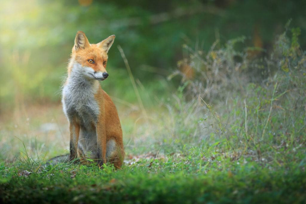 Una volpe, comune nella Foresta Umbra - Foto di Francesco Lemma