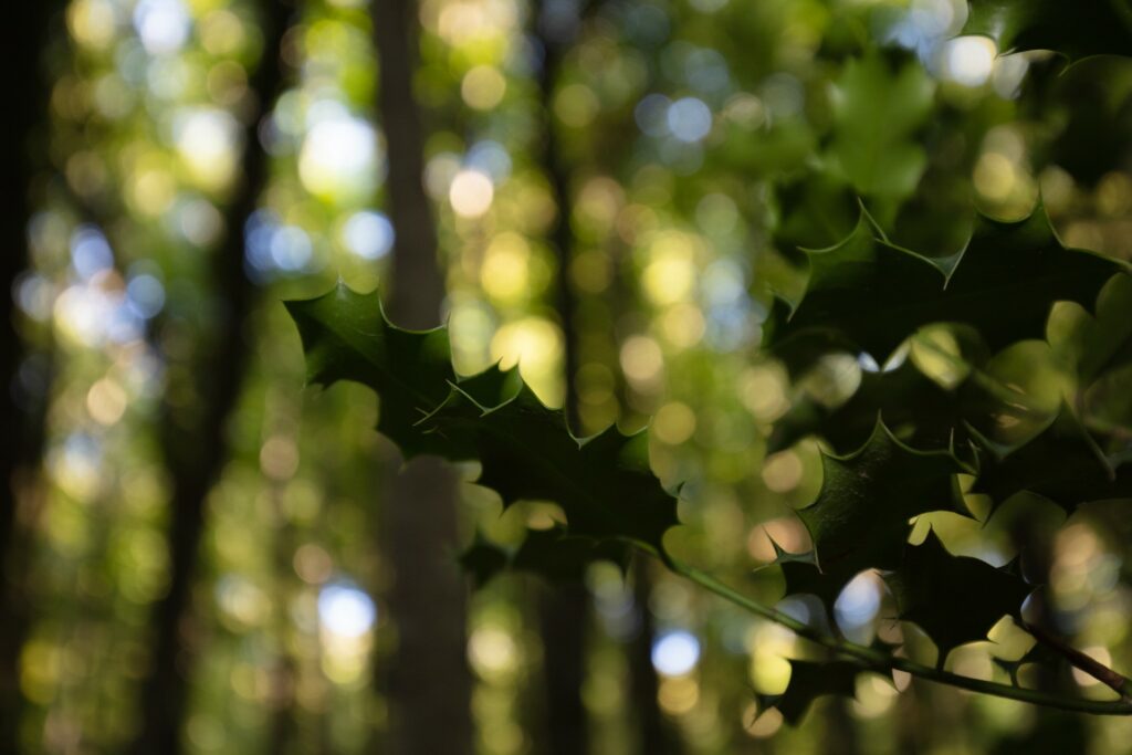 Gargano-biodiversita-agrifoglio-_C7A6767-Francesco-Lemma.jpg