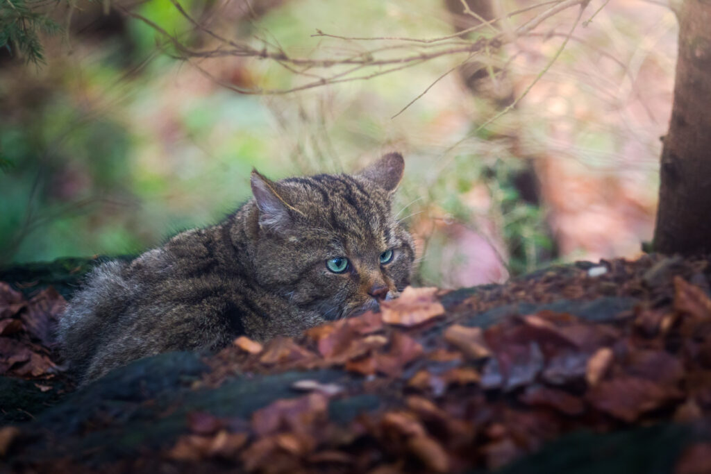 Gatto selvatico, il fantasma dei boschi - Foto di Francesco Lemma
