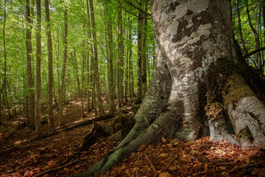 Un grande faggio in foresta - foto di Francesco Lemma