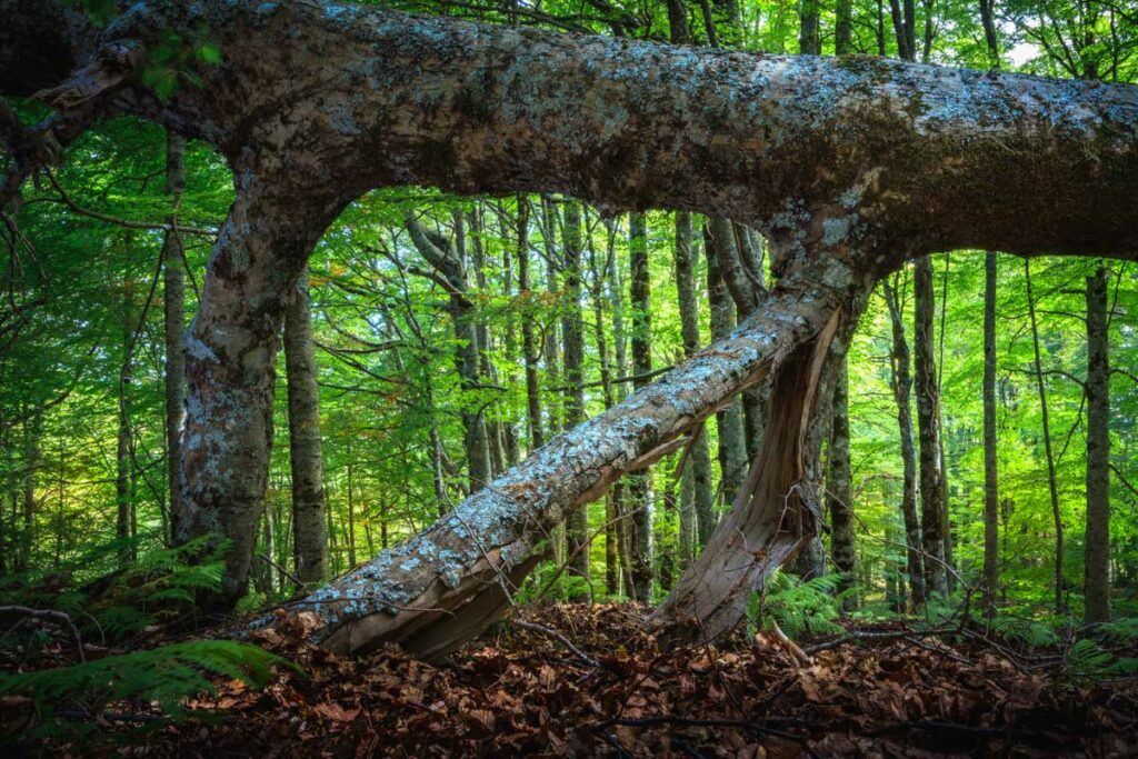 Un grosso faggio a terra - foto di Francesco Lemma