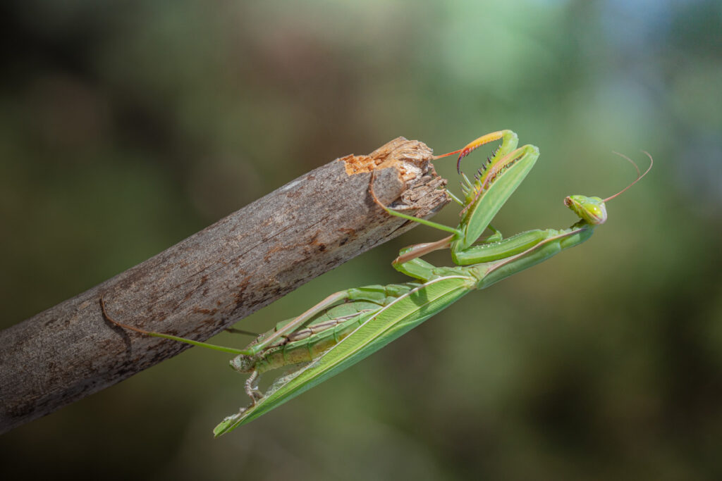 Una mantide in una radura della faggeta - foto di Francesco Lemma