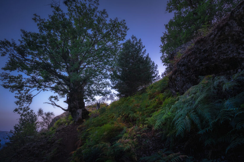 Quercie pluricentenarie al limite della faggeta - foto di Francesco Lemma