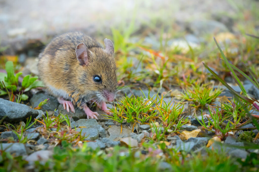 Un topo selvatico - foto di Francesco Lemma