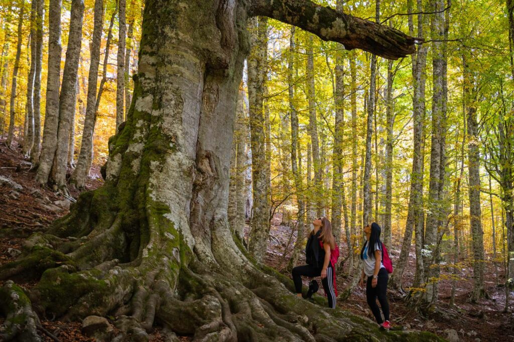 Il faggio delle sette sorelle - Foto di Francesco Lemma