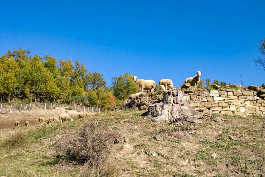 Animali al pascolo nel territorio del Parco  - Foto di Giuseppe De Vivo