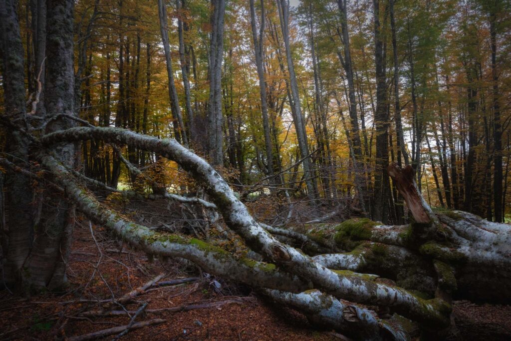 Foto di Francesco Lemma