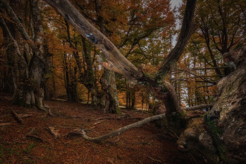 Foto di Francesco Lemma